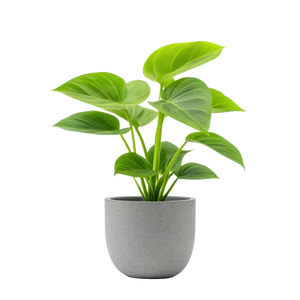 Green potted plant decorative graphic element