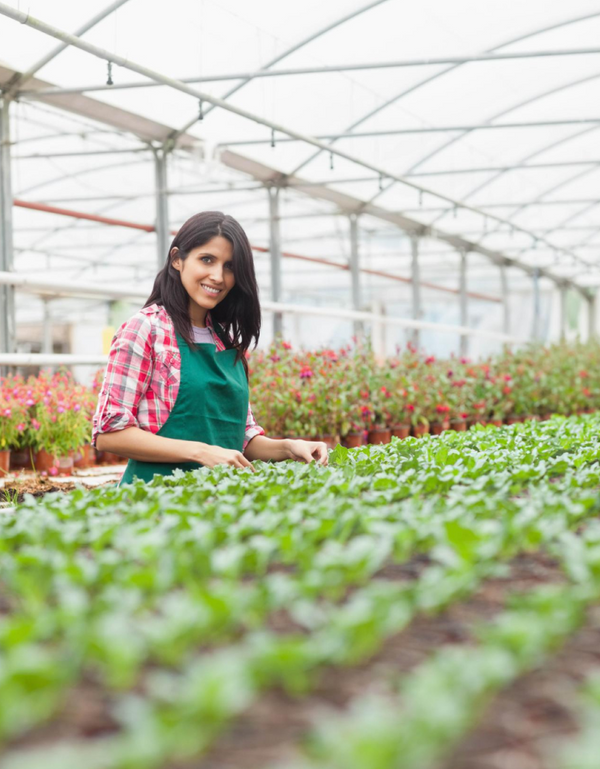 Orgaheal organic farm greenhouse worker tending fresh plant crops for ingredient sourcing