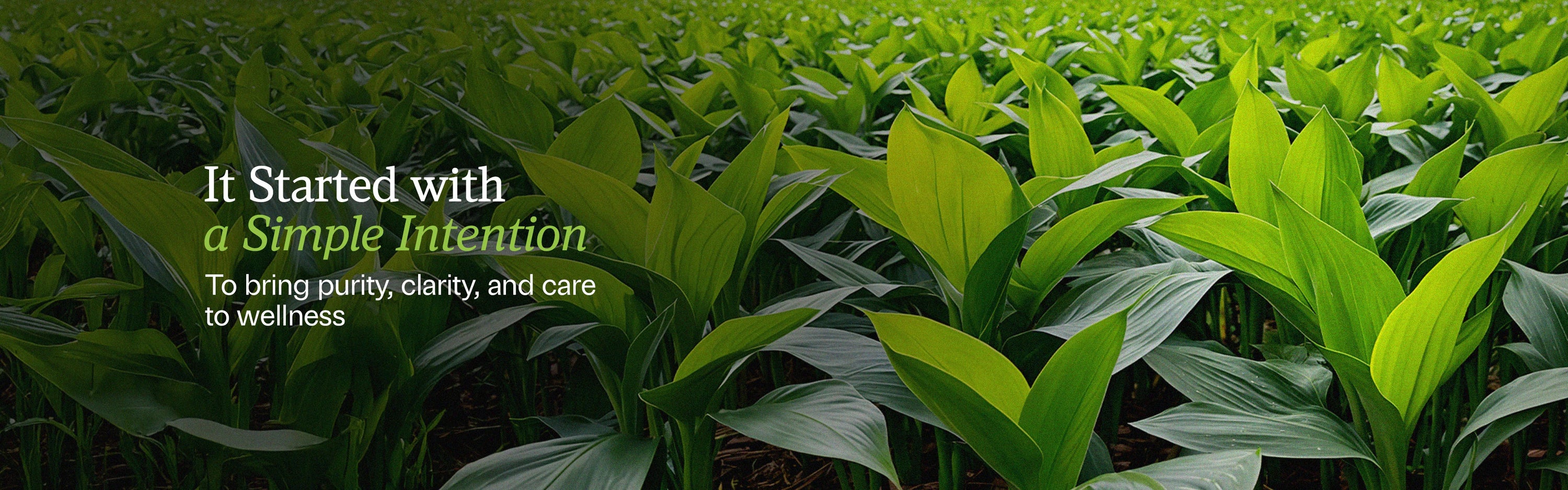 Field of green plants with text overlay on a dark green background