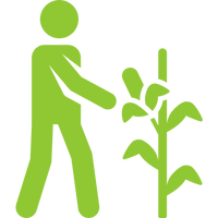 Organic farming icon representing careful harvesting of plant crops